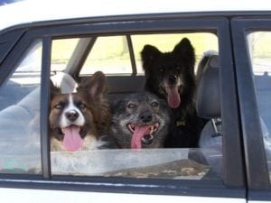 dogs in car window
